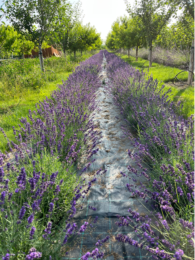 A field of lavender with trees and bushes

Description automatically generated